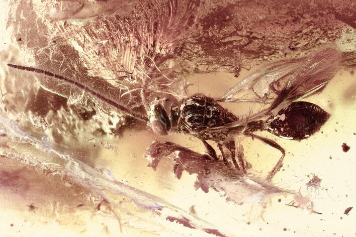 Rare Fossil Wasp (Ismaridae) & Fungus Gnat In Baltic Amber #343270